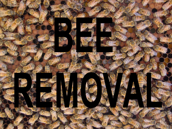 We remove honeybee colonies and swarms