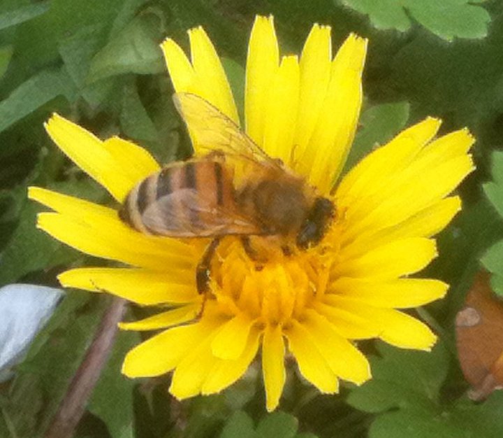 DandelionBee