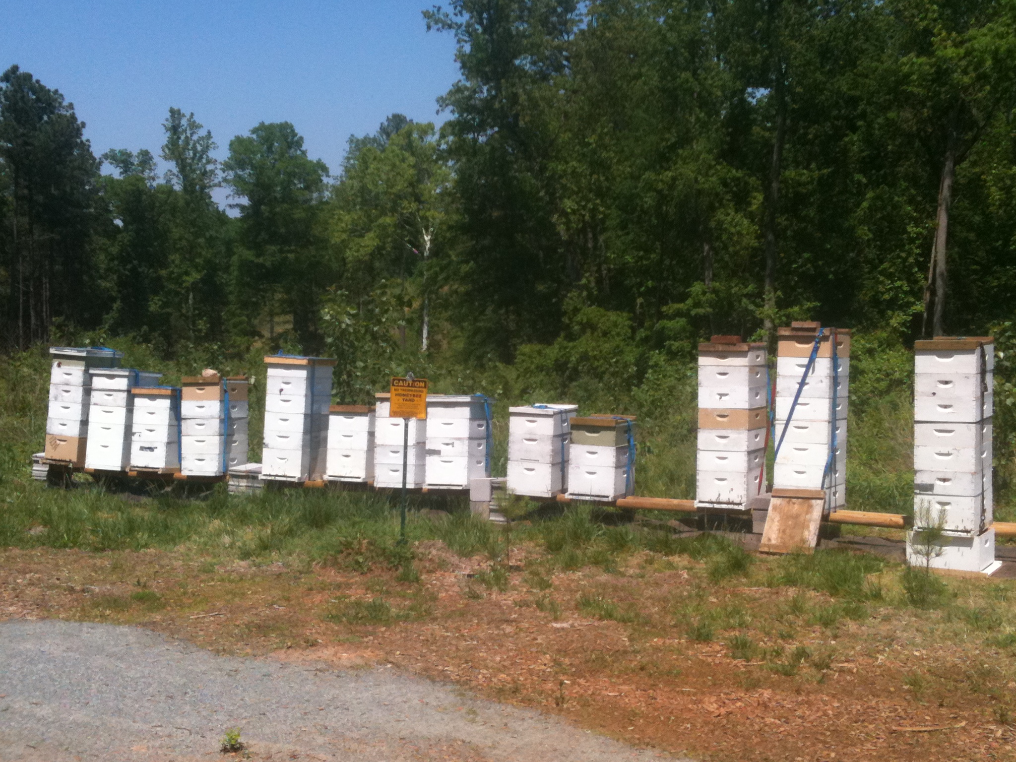 Russian_Hives